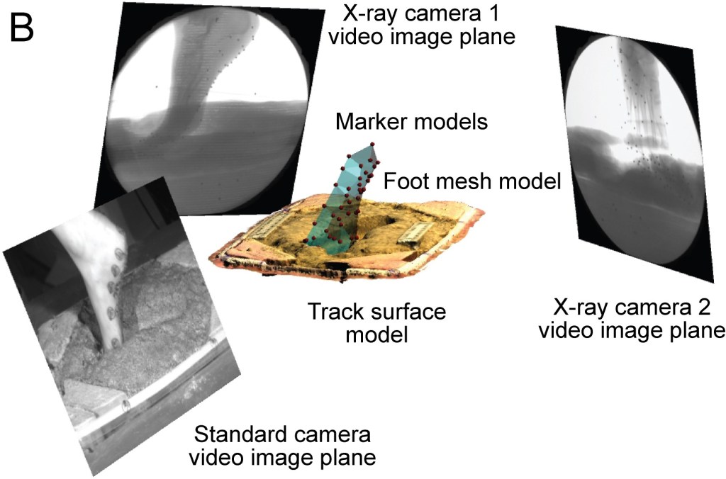 Biplanar x-ray study of human footprint formation